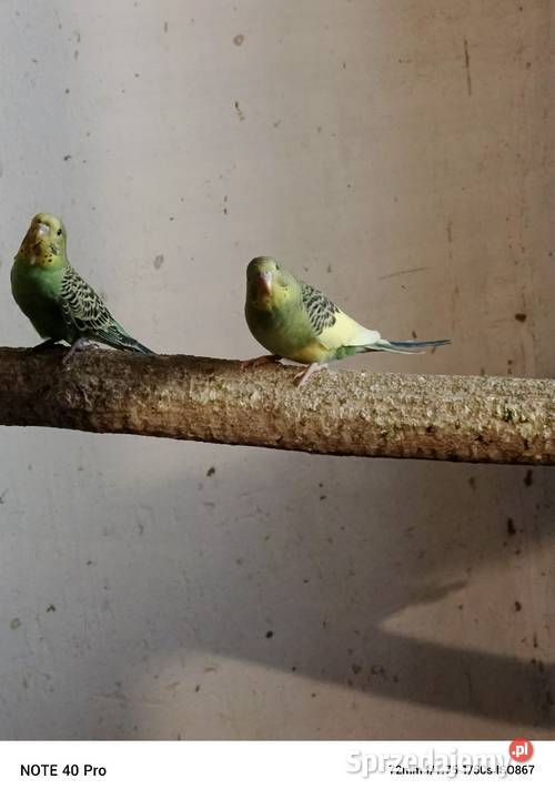 Sprzedam papugi faliste łódzkie Gorzkowice