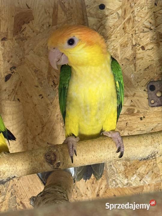 Barwinka Białobrzucha Czerwionka-Leszczyny