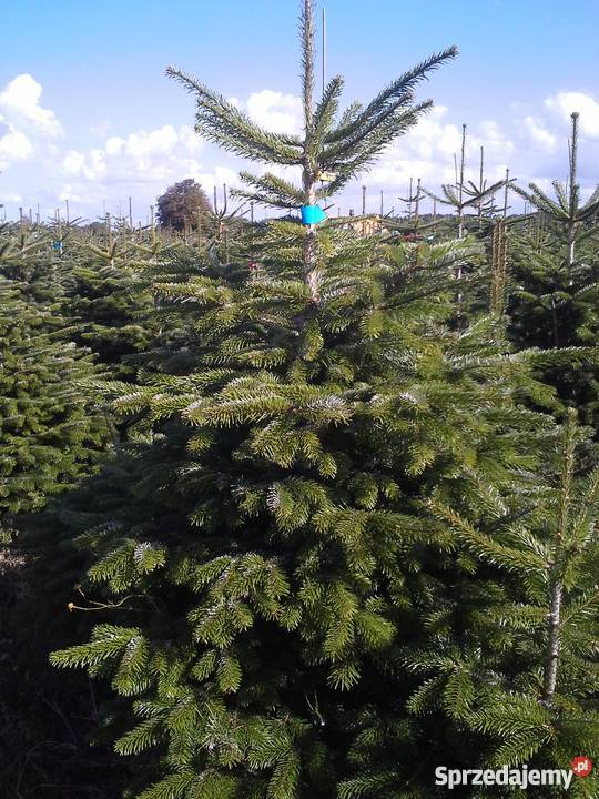 CHOINKI PROSTO Z DANII sprzedaż Poznań