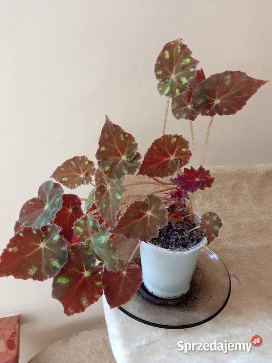 Filodendron szczawik monstera i inne Białystok