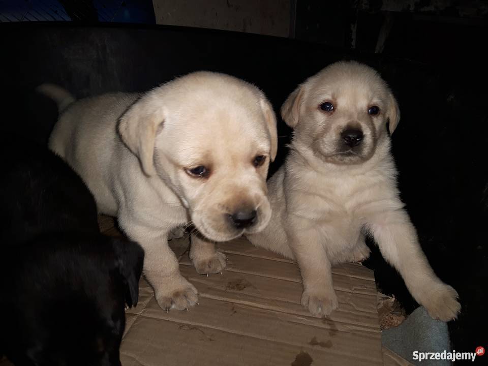 Biszkoptowe labradory Grójec sprzedam
