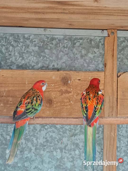 Sprzedam Rozelle Koźmice Wielkie