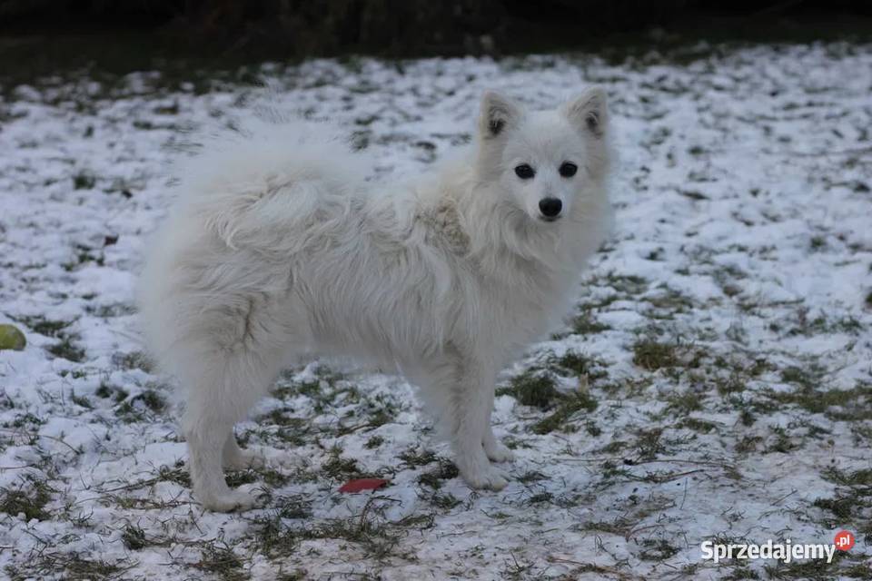 Cudny Szpic niemiecki Bielsko-Biała