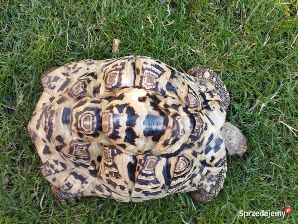 Żółw lamparci Stigmochelys pardalis Mosina