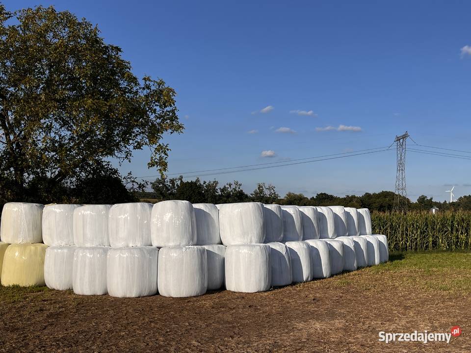 Sianokiszonka z lucerny 2025