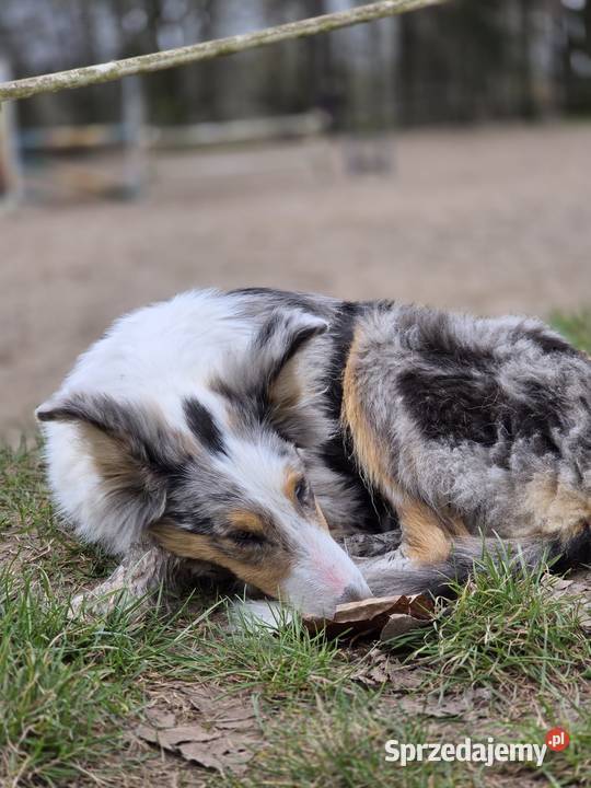 Owczarek szkocki collie Zakrzewo sprzedam