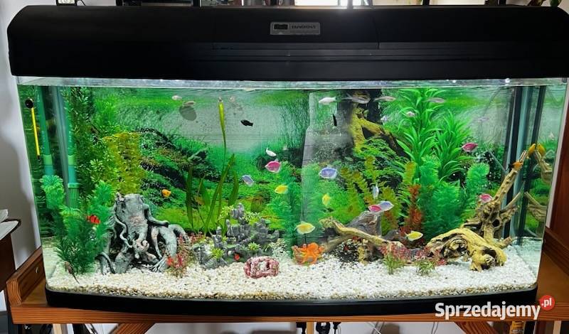 Akwarium panoramiczne 240 l z pełnym