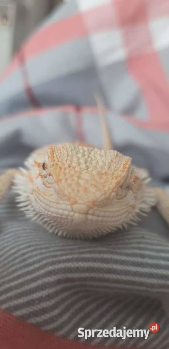 agama brodata podlaskie Białystok