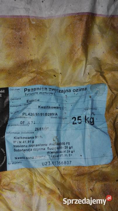Pszenica Euforia i Kilimanjaro 1 centrali owies podkarpackie Sieniawa