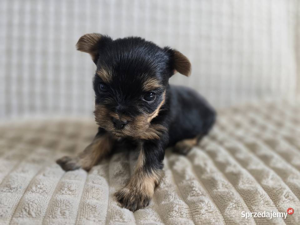 Yorki mini CHAMPIONIE Warszawa mazowieckie