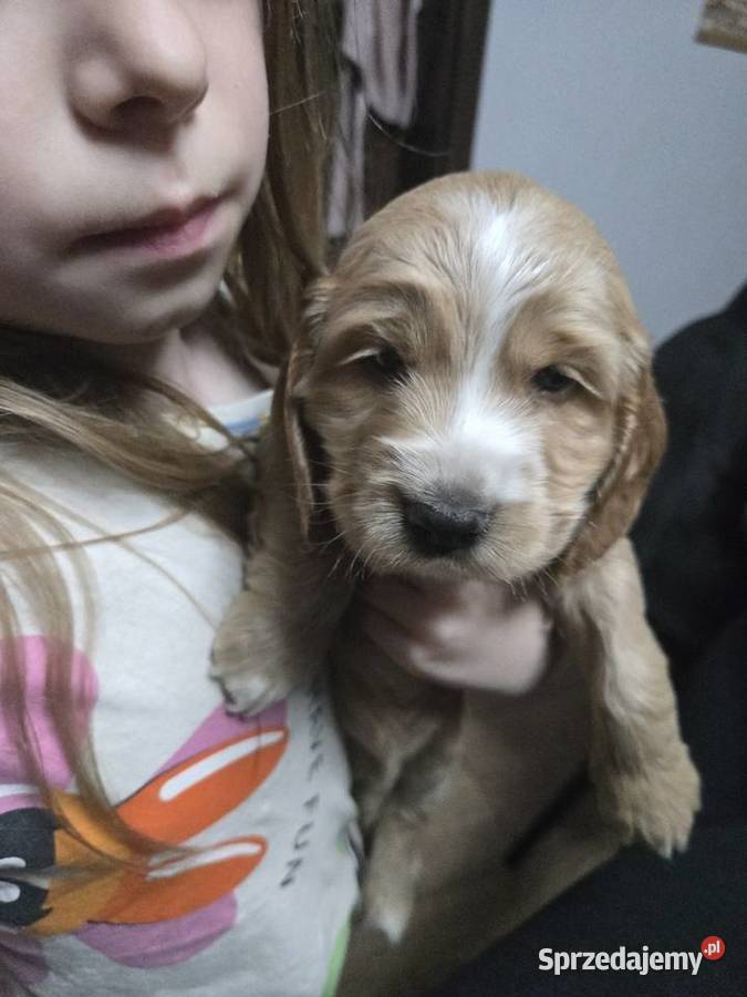 Szczeniaki cocker spaniel Psy Nicponia