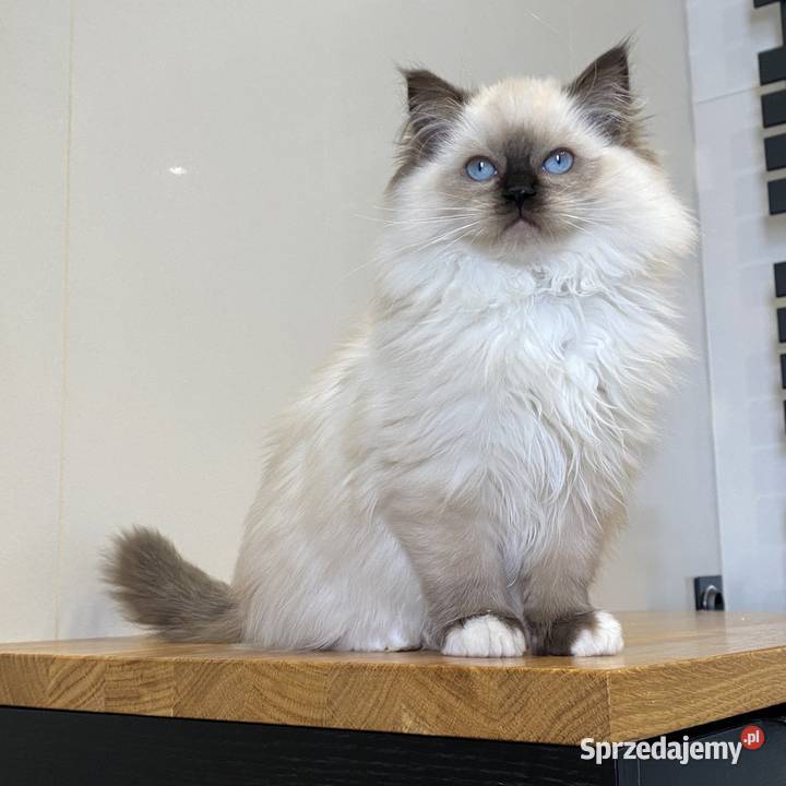 Kotki ragdoll gotowe do wydania FPL kotka Katowice sprzedam