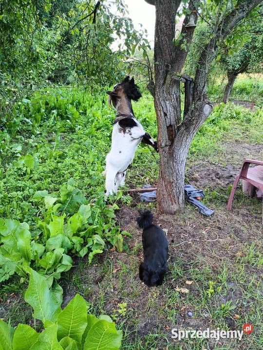 Koziołek cap miniatura Folsztyn