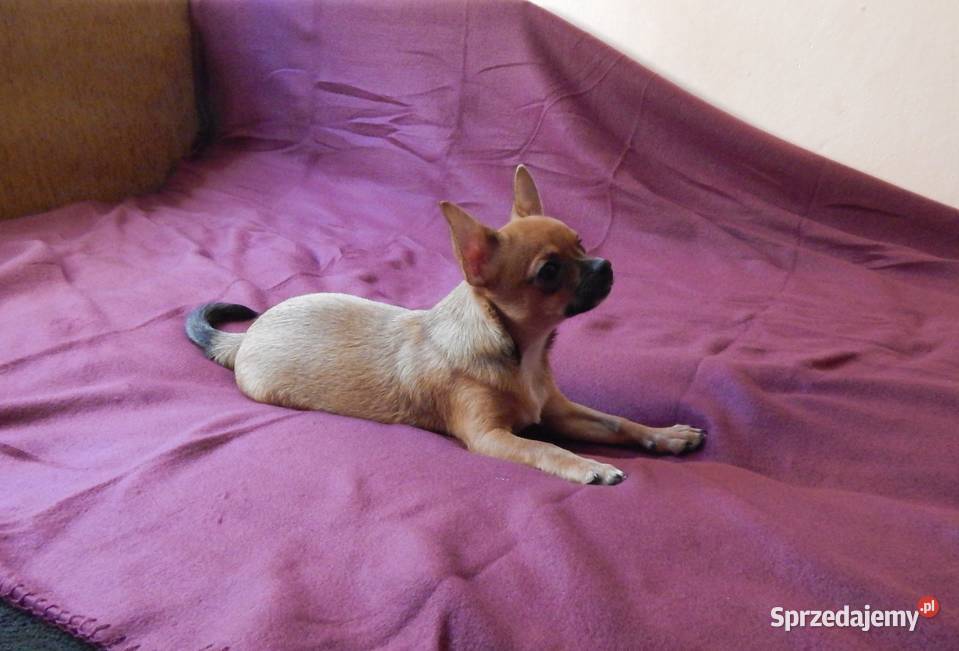 Bursztynowo czarno biały piesek