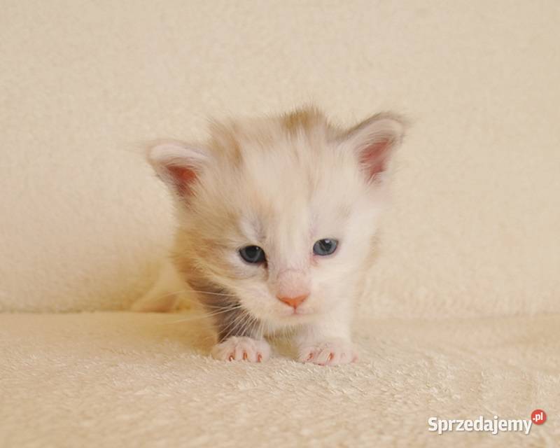 Śliczna koteczka Maine Coon LEGALNA HODOWLA Koty