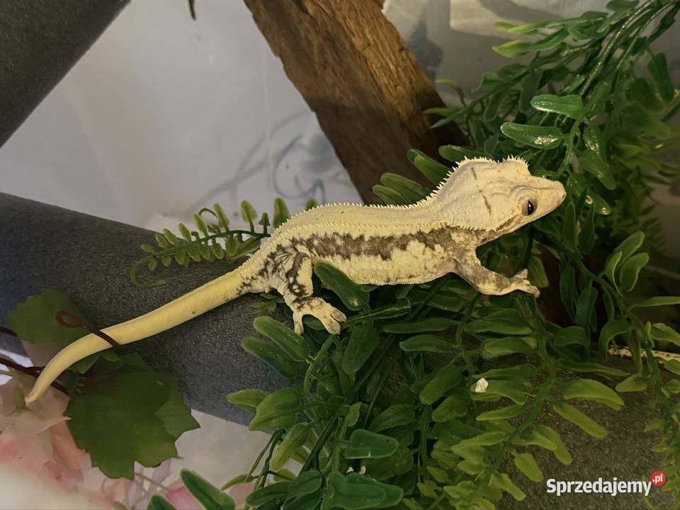 Gekon orzęsiony samica Sułkowice