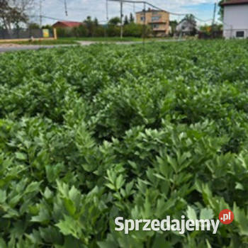 LUBCZYK liście 25 20 wiązka 5 pęczków Będków sprzedam