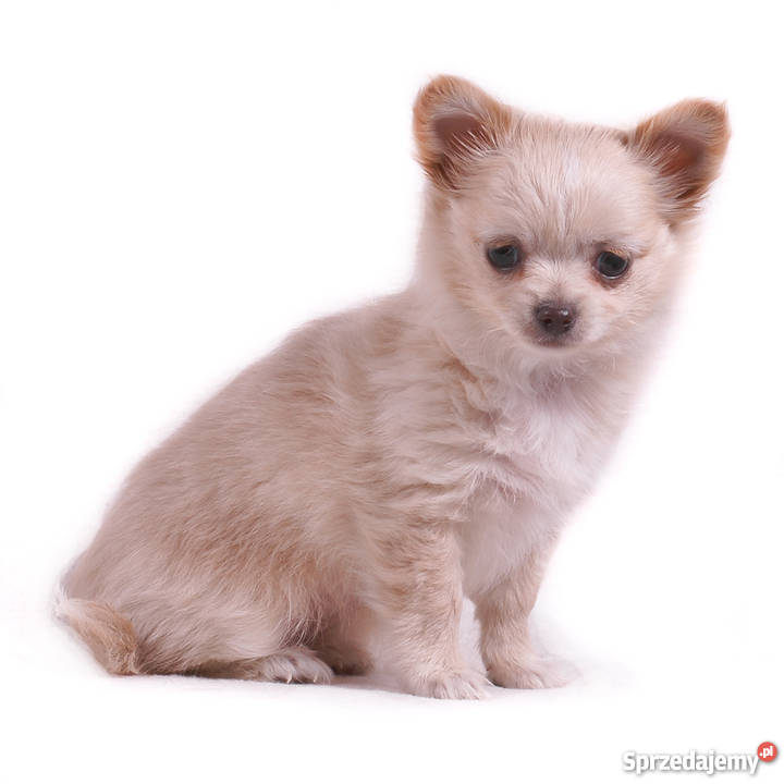 Chihuahua Długowłosa Kremowa Grodzisk Mazowiecki