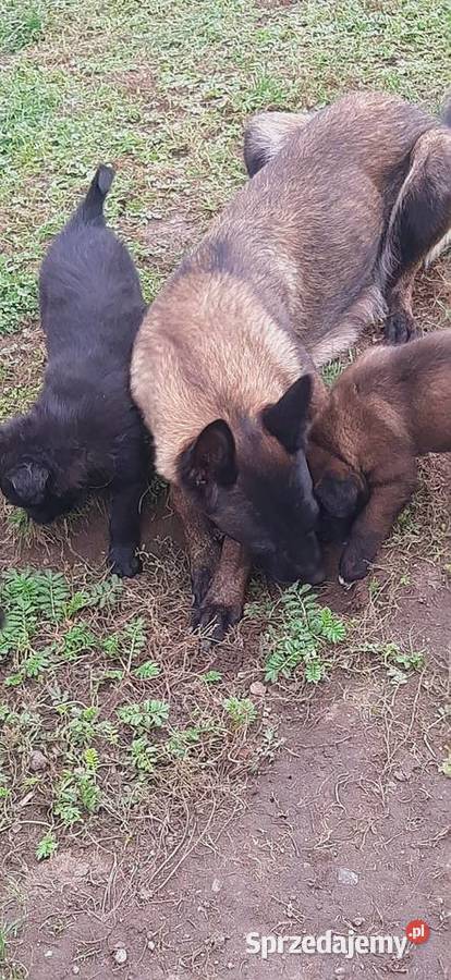 Owczarek Belgijski Malinois FCI Wrocław
