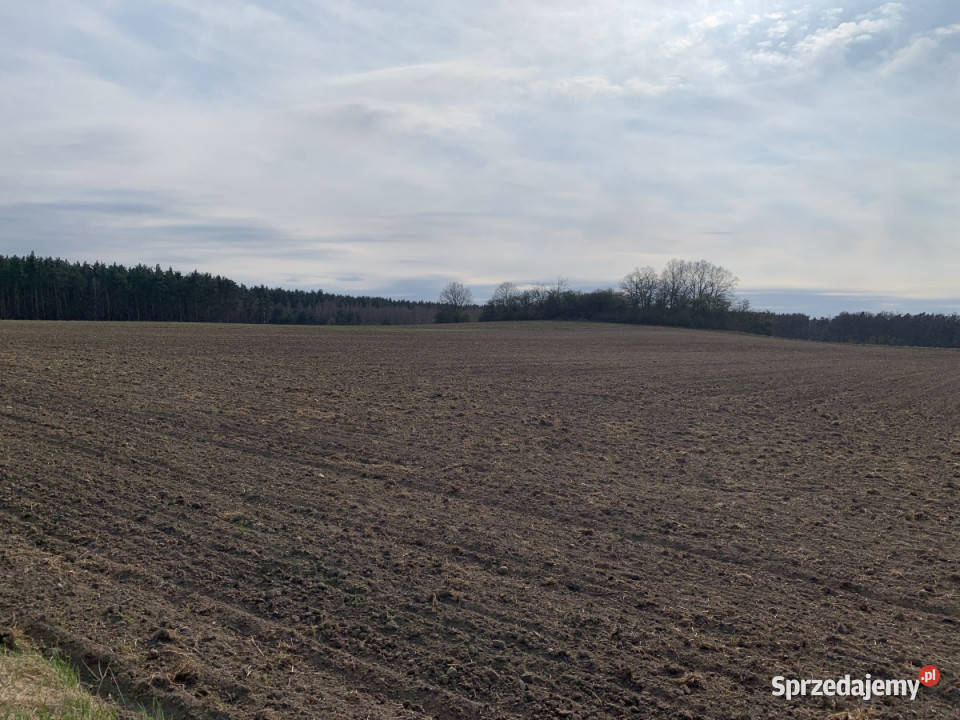 Działki rolne w Pątnowie Legnickim 3zł/m2 Pątnów Legnicki