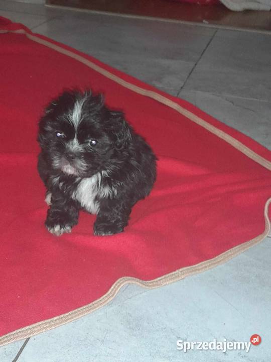 Pieski shihtzu Shih Tzu