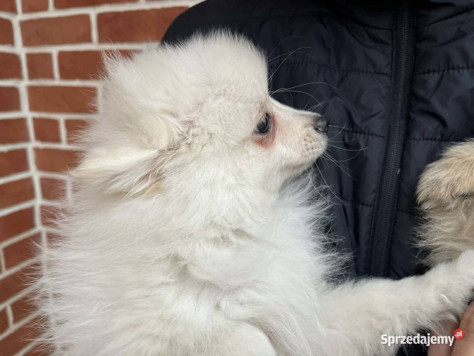 szpic miniaturowy chłopiec Skalbmierz