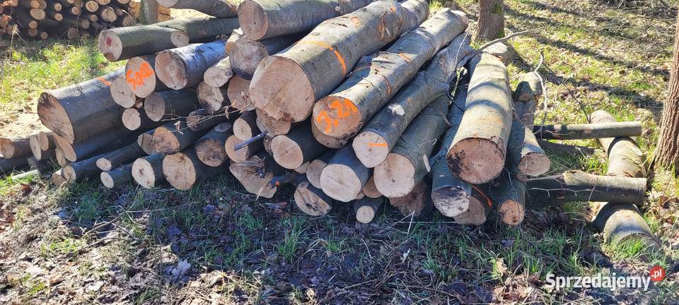 Drewno bukowe dębowe jesion brzoza Katowice