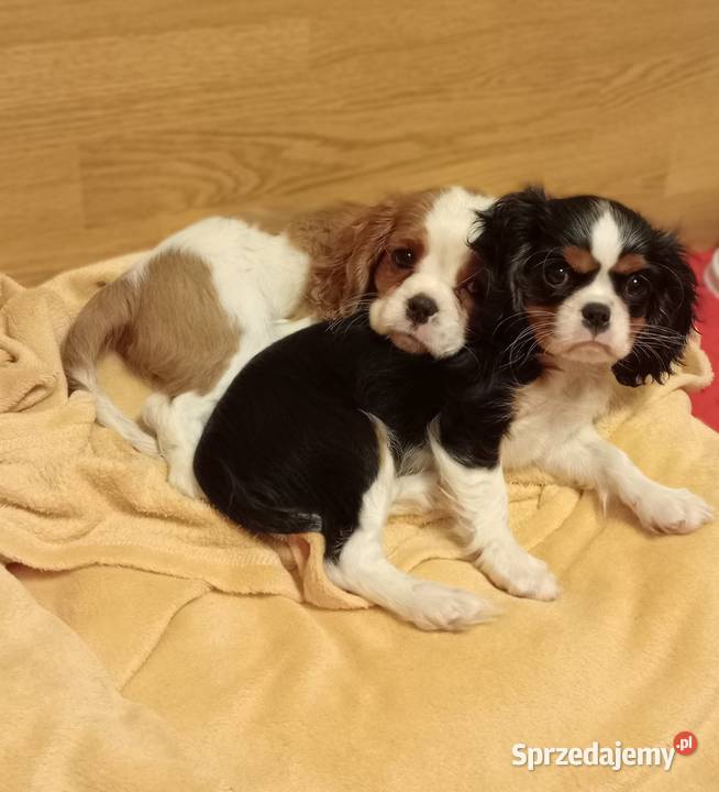 Cavalier King Charles Spanieltricolor