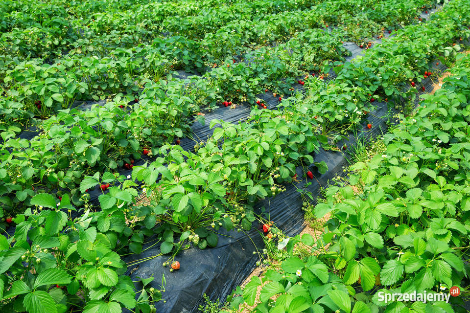 Agrowłóknina PP50 włóknina czarna MATA NA Szczecin