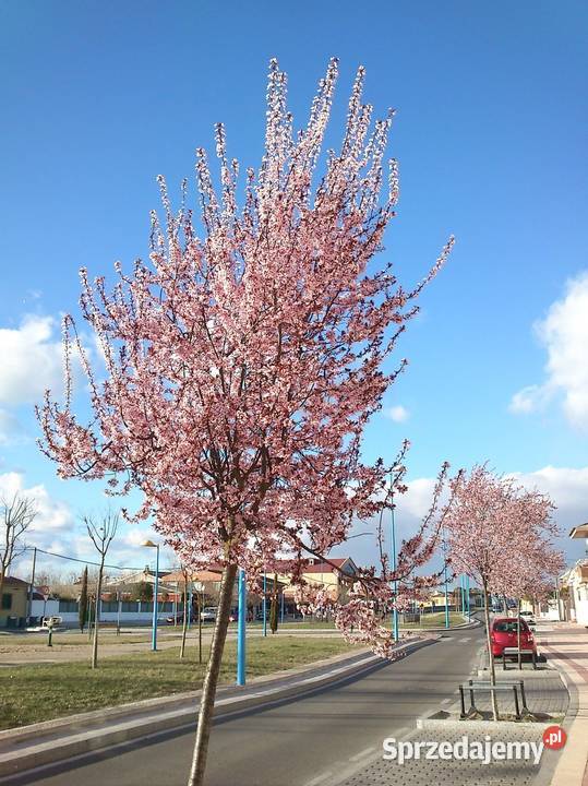 drzewa liściaste nasadzenia zastępcze solitery Rośliny łódzkie Łódź sprzedam