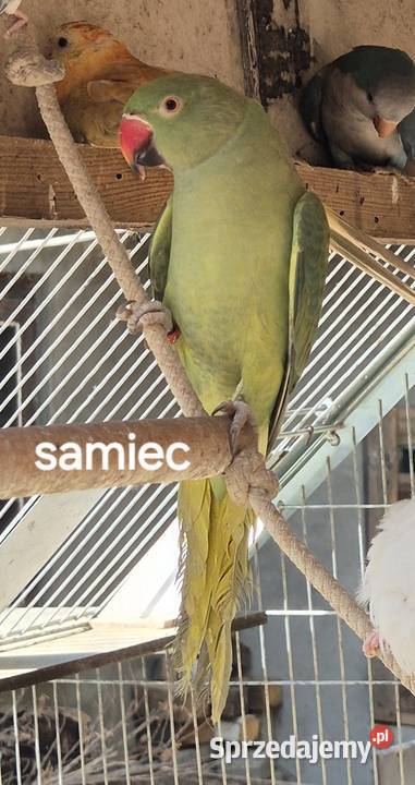 Swiergotki faliste aleksandretty Motycz