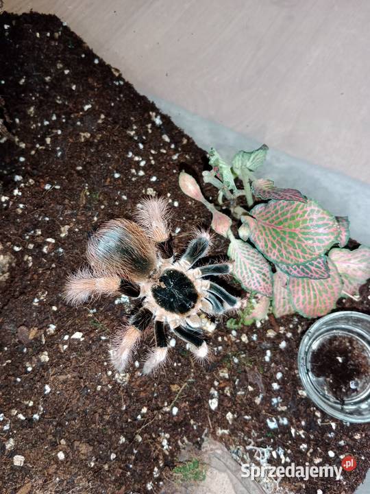 Megaphobema robustum samiec 5 dc kujawsko-pomorskie Brodnica
