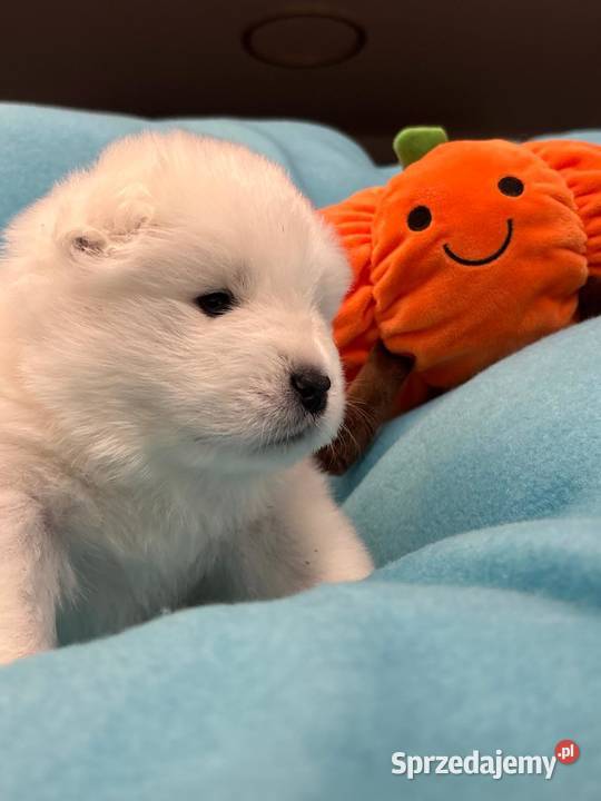 Samoyed szczeniaki ZKwP FCI Tworóg