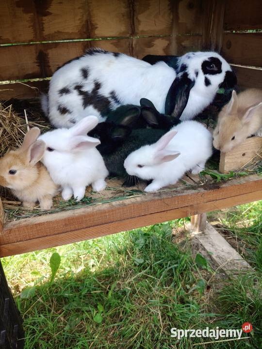 Sprzedam króliki Króliki Domaradz