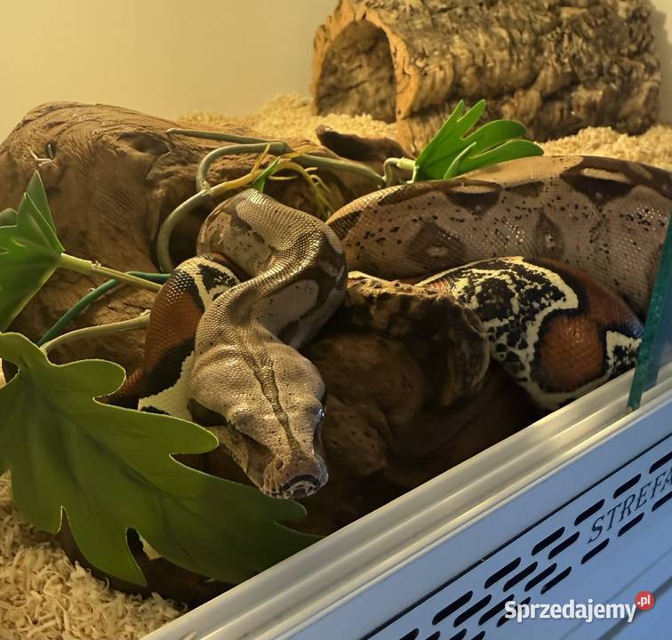 Boa Constrictor Guyana Bydgoszcz sprzedam