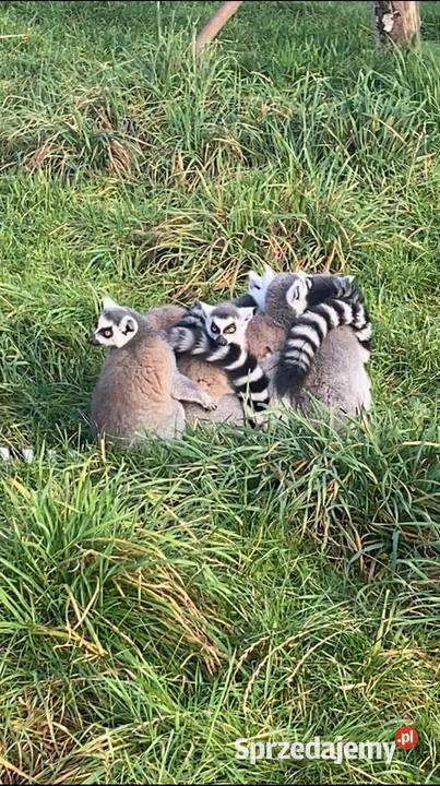 Lemur katta samce , samice 2025