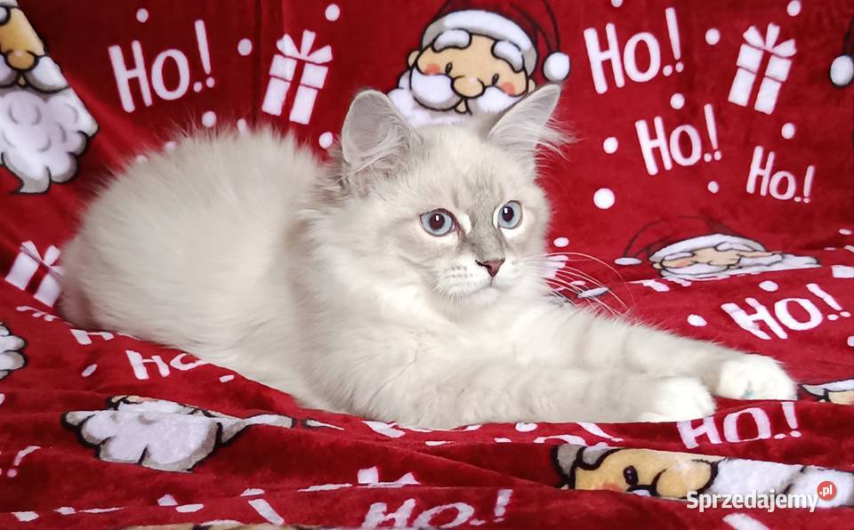 Koty Syberyjskie Neva Masquerade NEMO Koty wielkopolskie Kwilcz