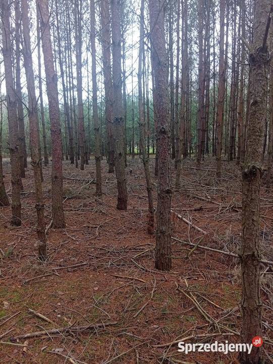 Działka leśna Sprzedaż