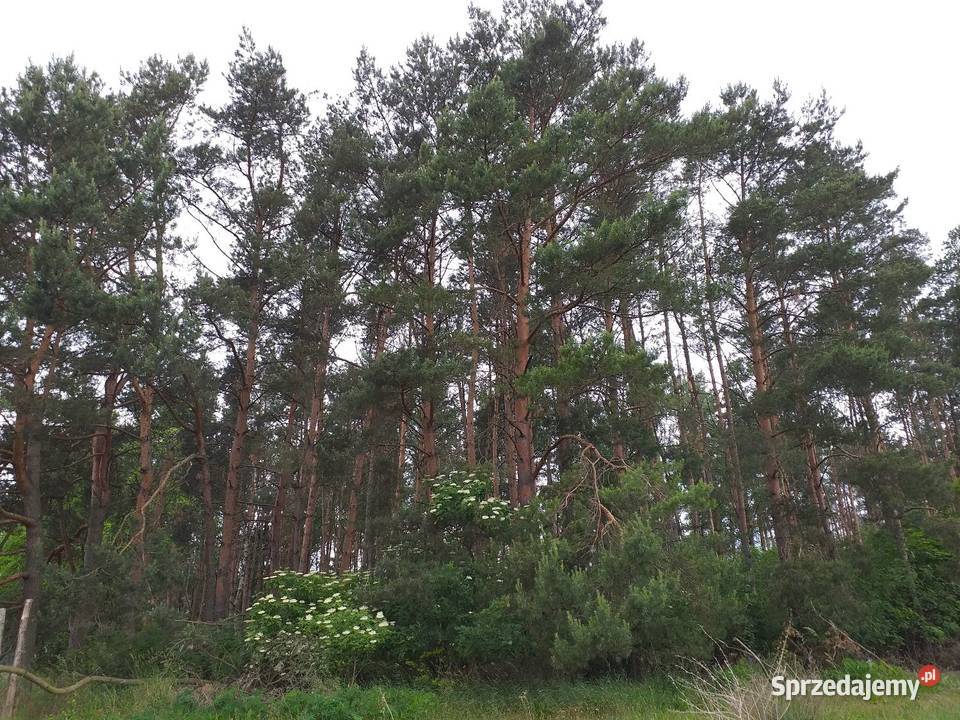 DZIAŁKA BUDOWLANA PIŁA DOLASZEWO wielkopolskie sprzedam