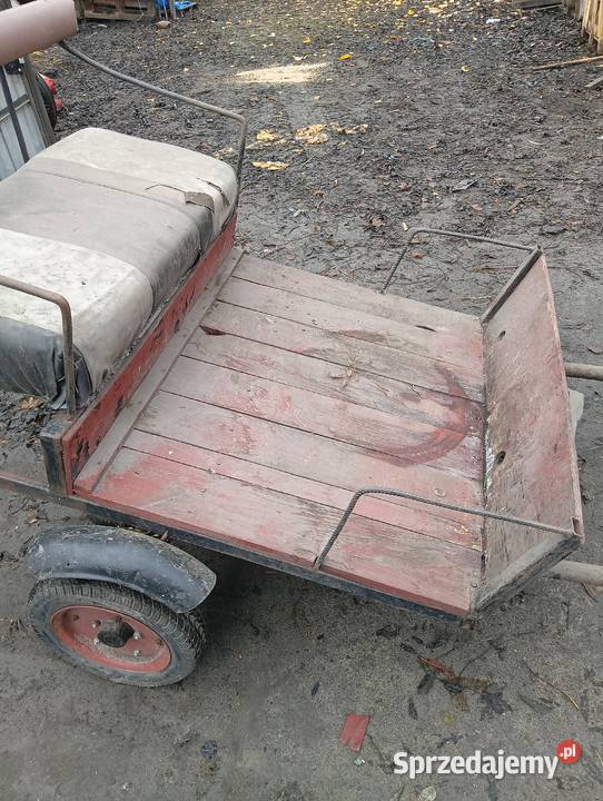 Kuc kucyk ogier Krasnystaw