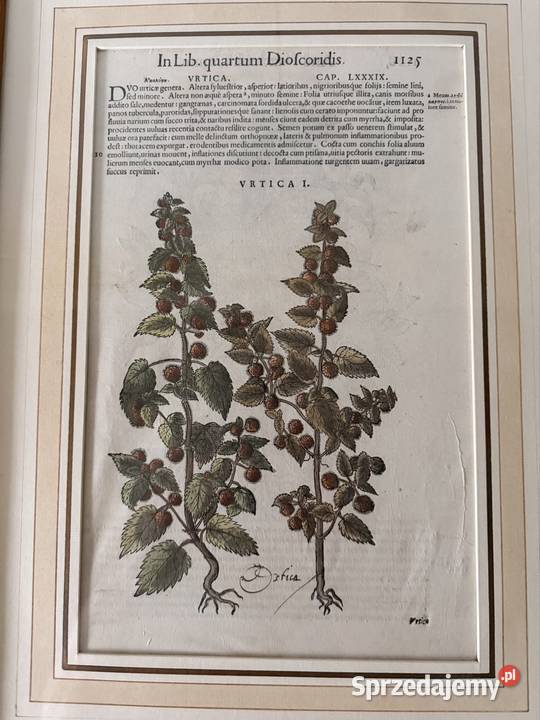 Antyczny Miedzioryt 1563 Rycina Botaniczna