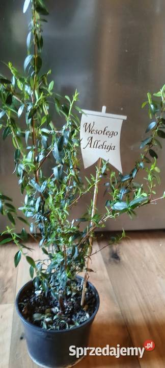 Mertamirt wielkopolskie Bucz