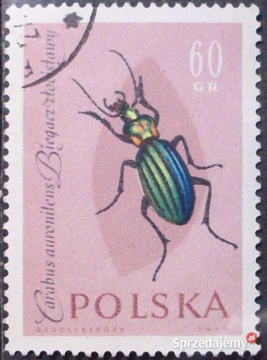 Polska1132113311341135113611371138113911401141114 Leźnica Wielka sprzedam