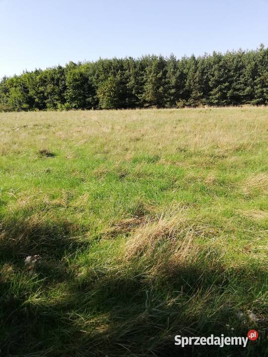 Łąki Pilicą mazowieckie Mogielnica