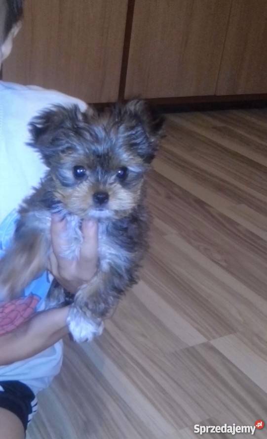 York Miniaturka Łódź