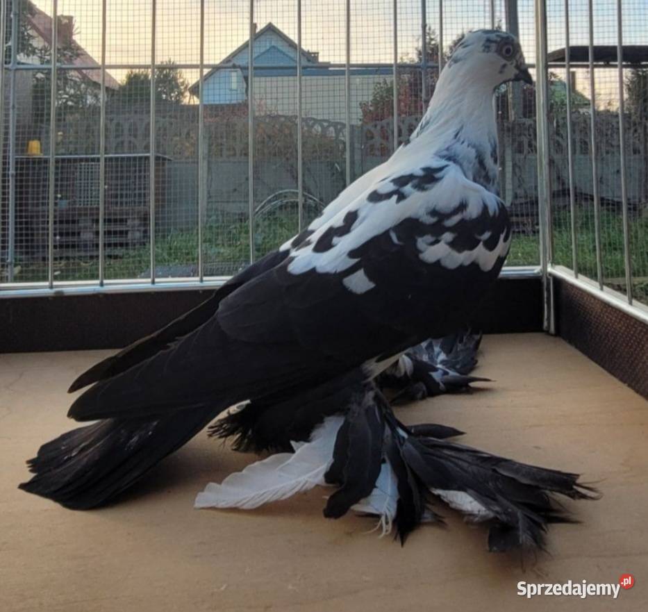 Widym polski gołąb Skierniewice