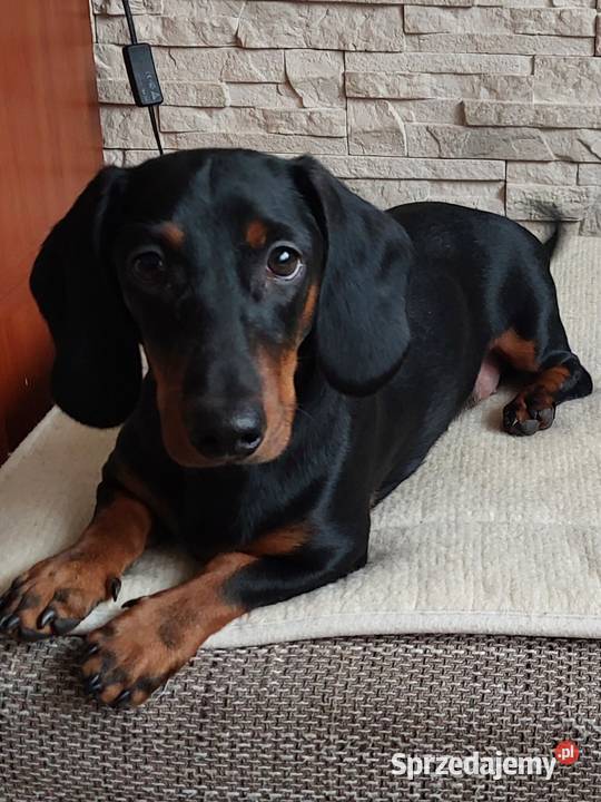 Sprzedam jamnika śląskie sprzedam