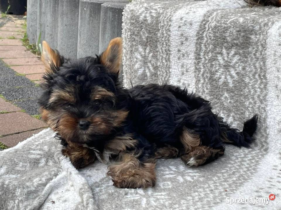 York terrier Grabów nad Prosną