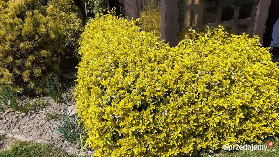 Trzmielina Emerald Gold Prandocin-Wysiołek