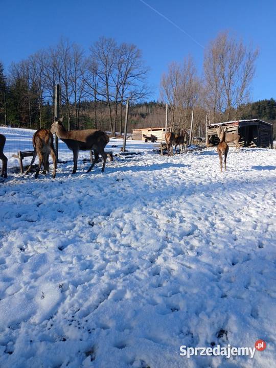 Sprzedam Jelenie karpackie Nowy Sącz